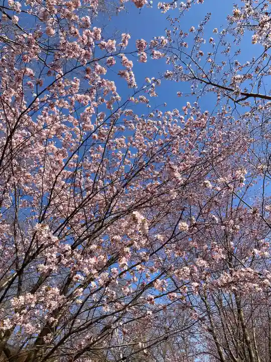 厚別神社の自然