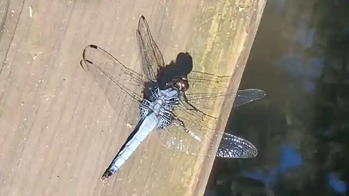 曽許乃御立神社の動物