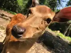 東大寺の動物