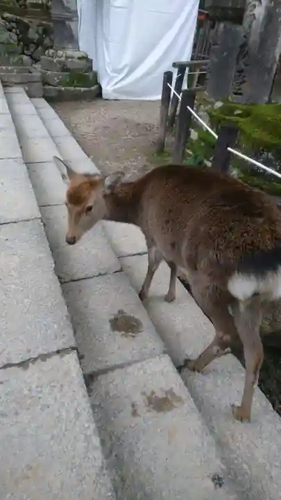 夫婦大國社(春日大社末社)(奈良県)