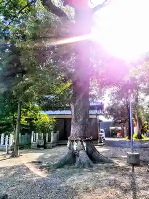 八幡宮（長瀬八幡宮）の自然