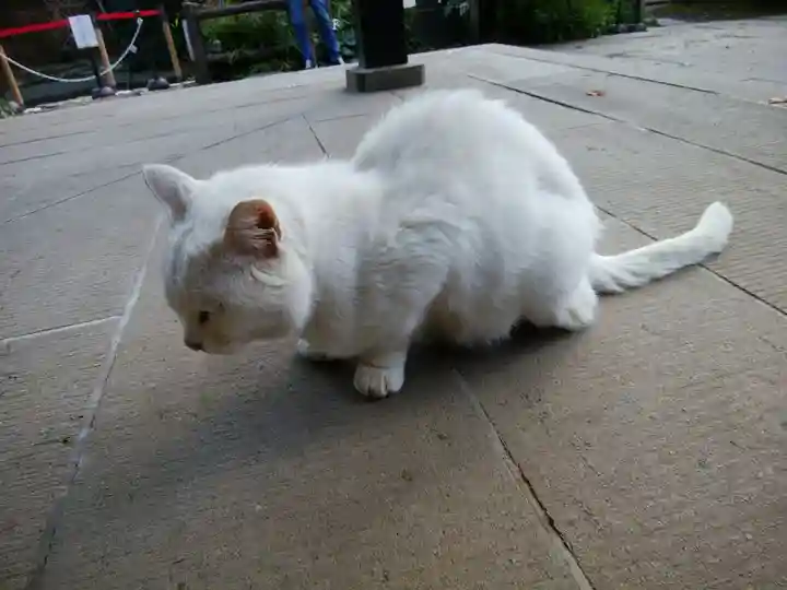 愛宕神社の動物