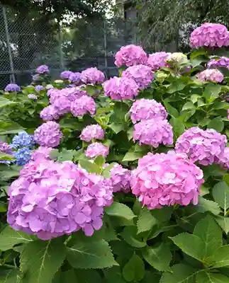 白山神社(東京都)