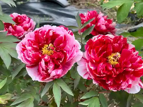 真言宗　善通寺派　薬王寺の自然