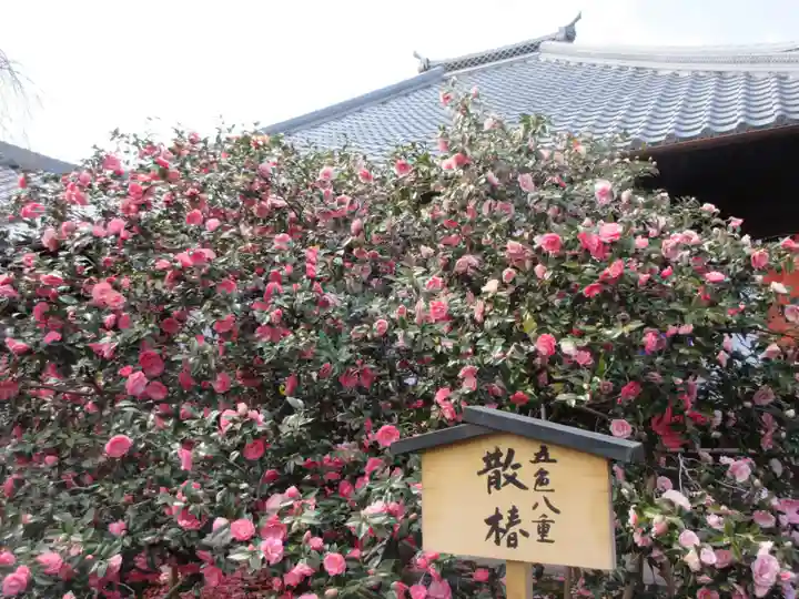 地蔵院(椿寺)の自然