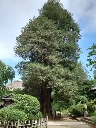 茂林寺の庭園