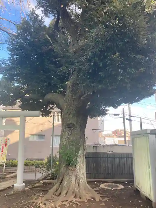 馬込天祖神社の自然
