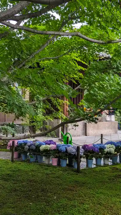 勝林寺(京都府)