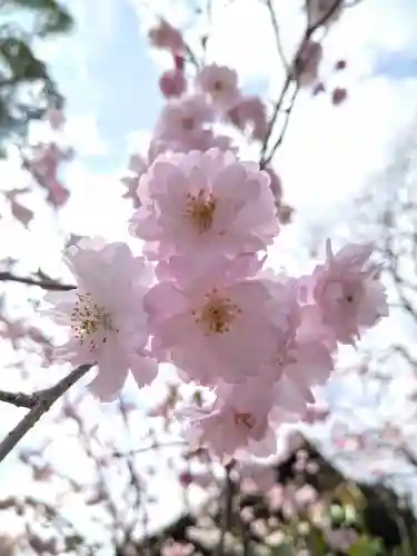 阿智神社の自然