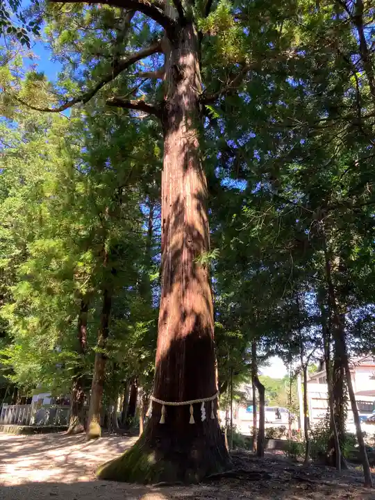 猿投神社の自然