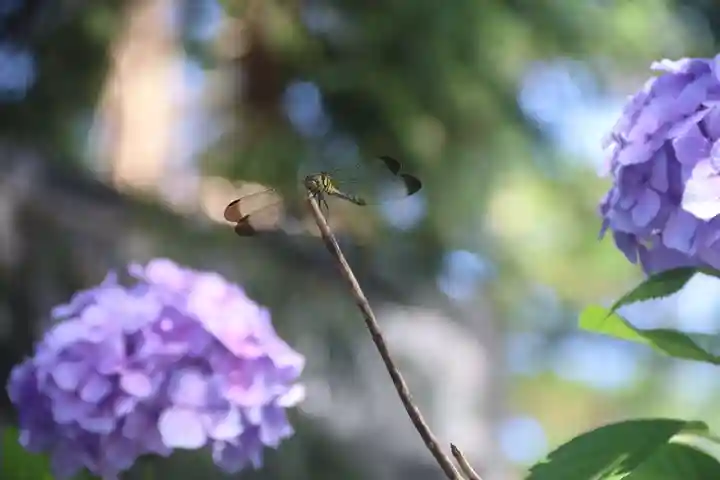 豊景神社の自然