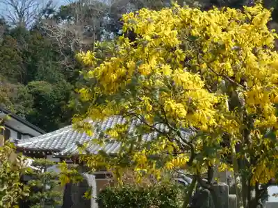 来迎寺（材木座）の自然