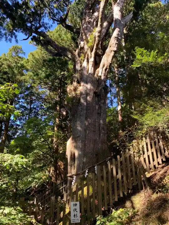 玉置神社の自然