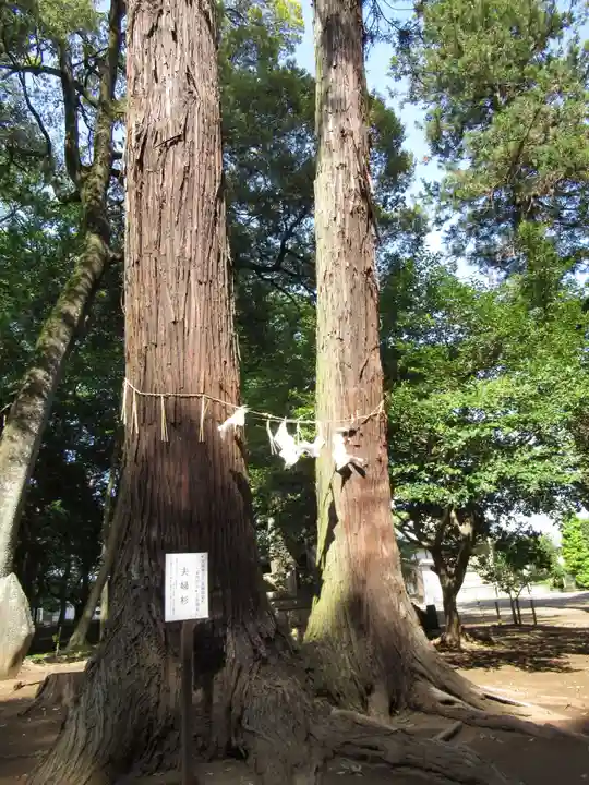 東蕗田天満社の自然