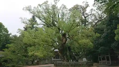 大山祇神社の自然