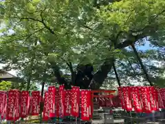 秩父今宮神社(埼玉県)