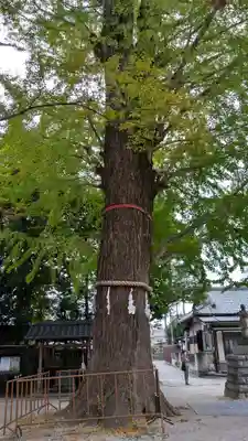 春日部八幡神社(埼玉県)