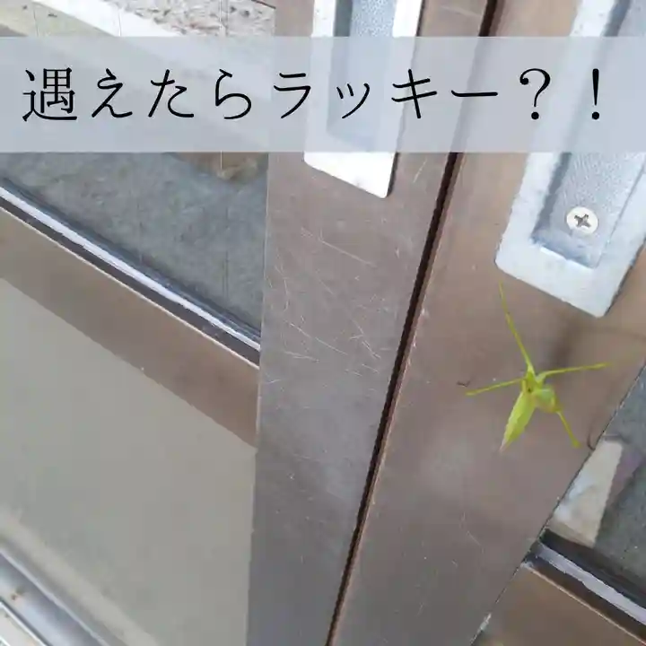 屋久島大社の動物