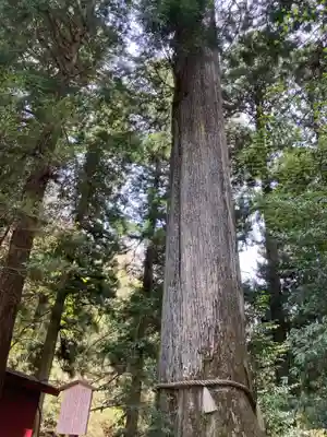九頭龍神社新宮(神奈川県)