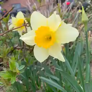 豊景神社の自然(2021年03月30日(火) 07時15分29秒投稿)