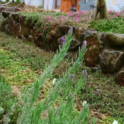 寿量山　速成寺の庭園