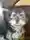 🌻😺😸リキ🤠🐶🌻さん