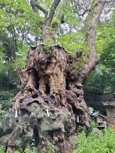 來宮神社(静岡県)