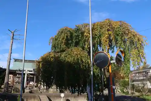 熊野福藏神社の自然