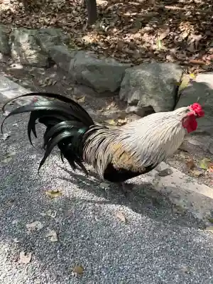 熱田神宮の{uncategorized: "未分類", other: "その他", undefined: "問題あり", building: "その他建物", grave: "お墓", sacred_gate: "鳥居", guardian: "狛犬", statue: "像", buddha: "仏像", history: "歴史", nature: "自然", garden: "庭園", animal: "動物", pagoda: "塔", temizu: "手水舎", mountain_gate: "山門・神門", sanctuary: "本殿・本堂", subordinate: "末社・摂社", art: "芸術", scenery: "景色", jizo: "地蔵", ema: "絵馬", goshuin: "御朱印", omikuji: "おみくじ", items: "授与品その他", amulet: "お守り", goshuincho: "御朱印帳", eats: "食事", festival: "お祭り", votive_dance: "神楽", shichigosan: "七五三参", wedding: "結婚式", experience: "体験その他", initially: "初詣", around: "周辺", anti_infection: "感染症対策"}