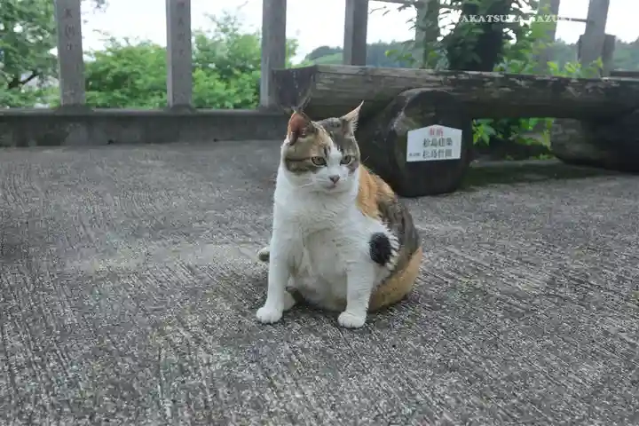 賀茂別雷神社(栃木県)