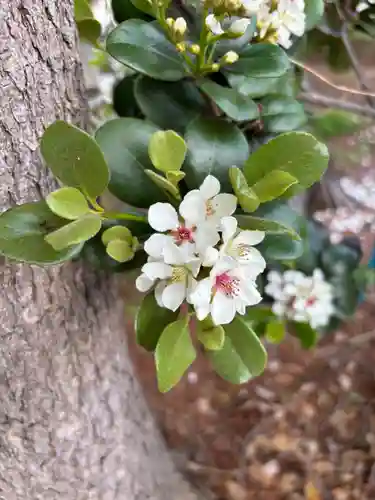 諏訪雷電神社(埼玉県)