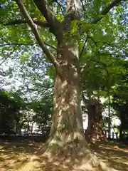 日吉神社(東京都)