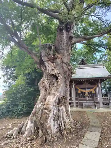 白鬚神社(埼玉県)