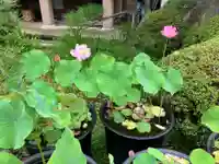 観音寺(神奈川県)