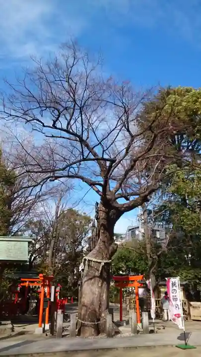 新田神社の自然