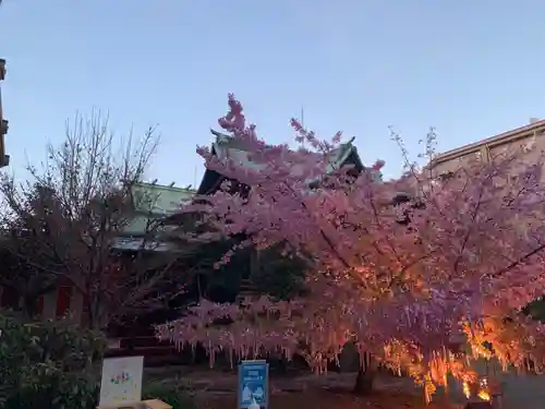 桜神宮の自然