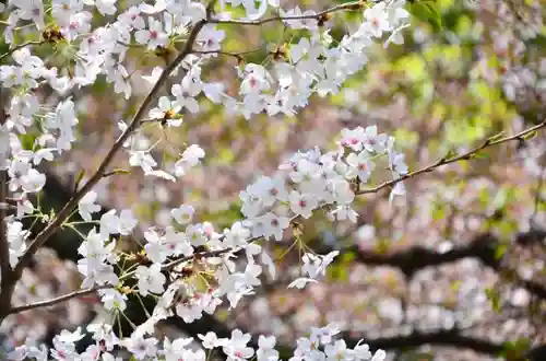 阿佐ヶ谷神明宮の自然