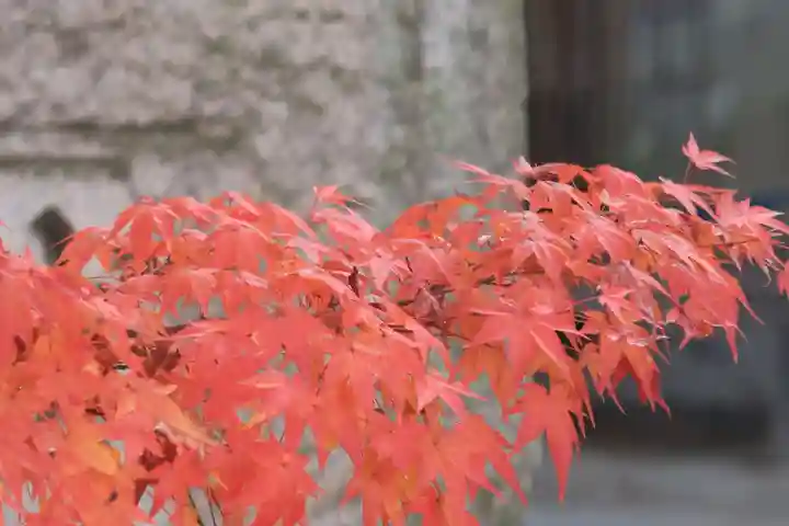 今宮神社の自然