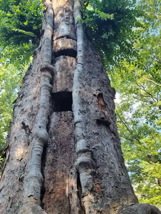 大國魂神社の自然