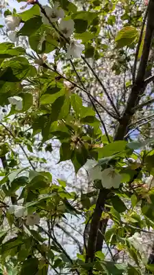 平野神社(京都府)