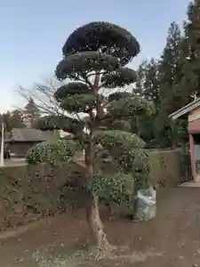 伏木香取神社の庭園(2021年11月27日(土) 17時54分28秒投稿)