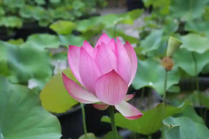 行願寺(革堂)(京都府)