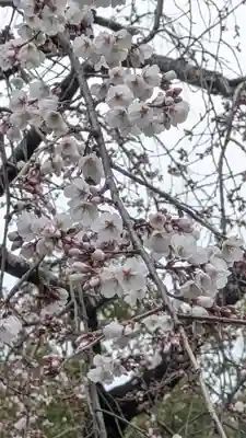 平野神社(京都府)