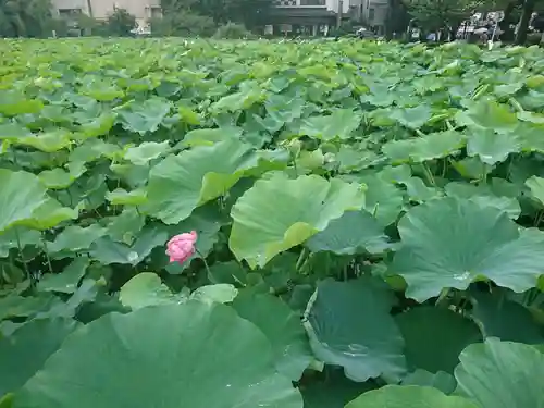 寛永寺不忍池弁天堂の庭園