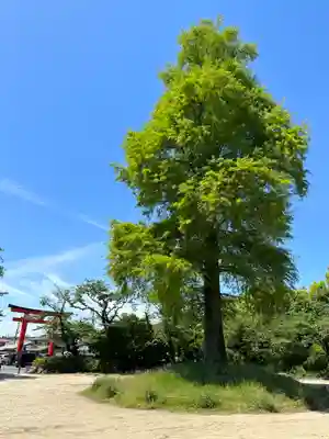 富士山本宮浅間大社(静岡県)