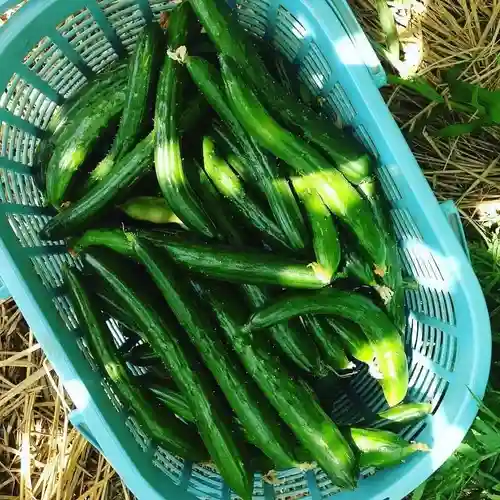 滑川神社 - 仕事と子どもの守り神のお祭り