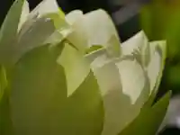 極楽山 浄土寺の自然