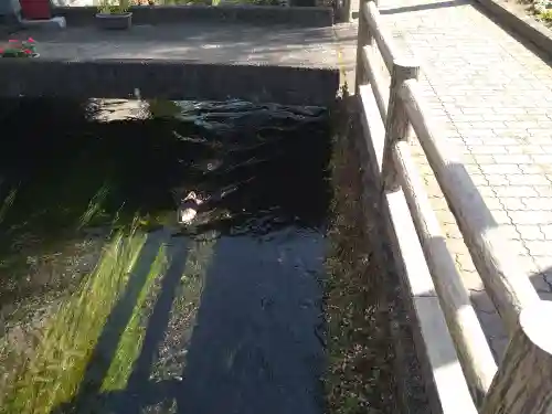 三嶋大社の動物