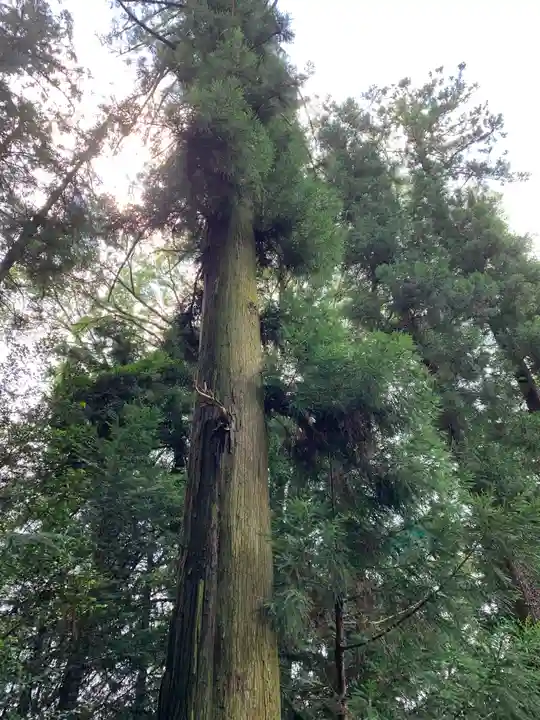 宮原八幡宮の自然