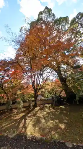 十輪寺(京都府)